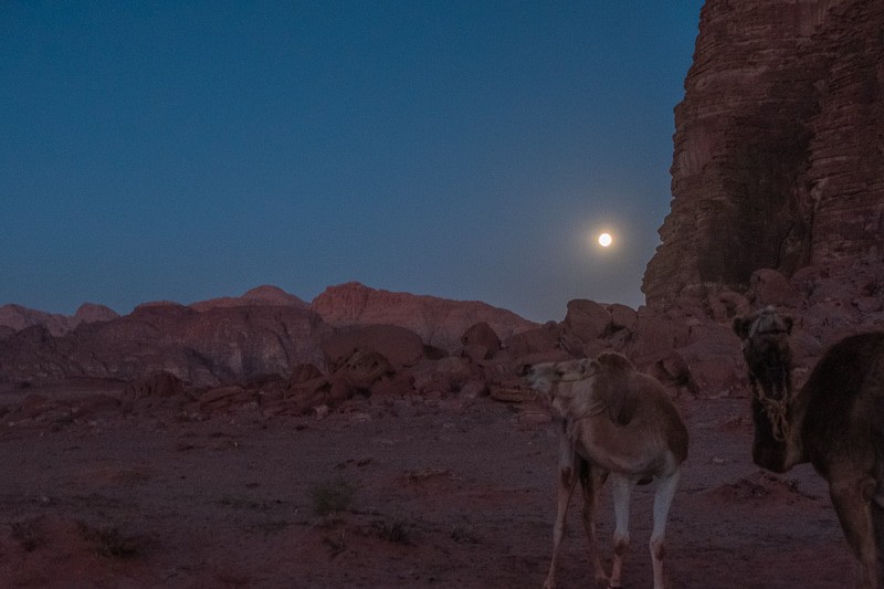 Camels in the dark, wadi rum sightseeing, wadi rum things to see