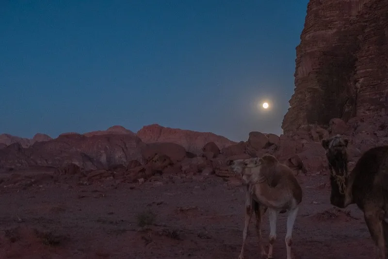 Pick out the perfect Wadi Rum outfit, camels standing under a bright dusk sky with the sun setting over the horizon