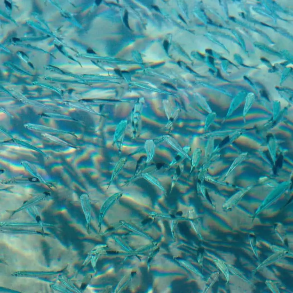 blue fishes on the ocean swimming