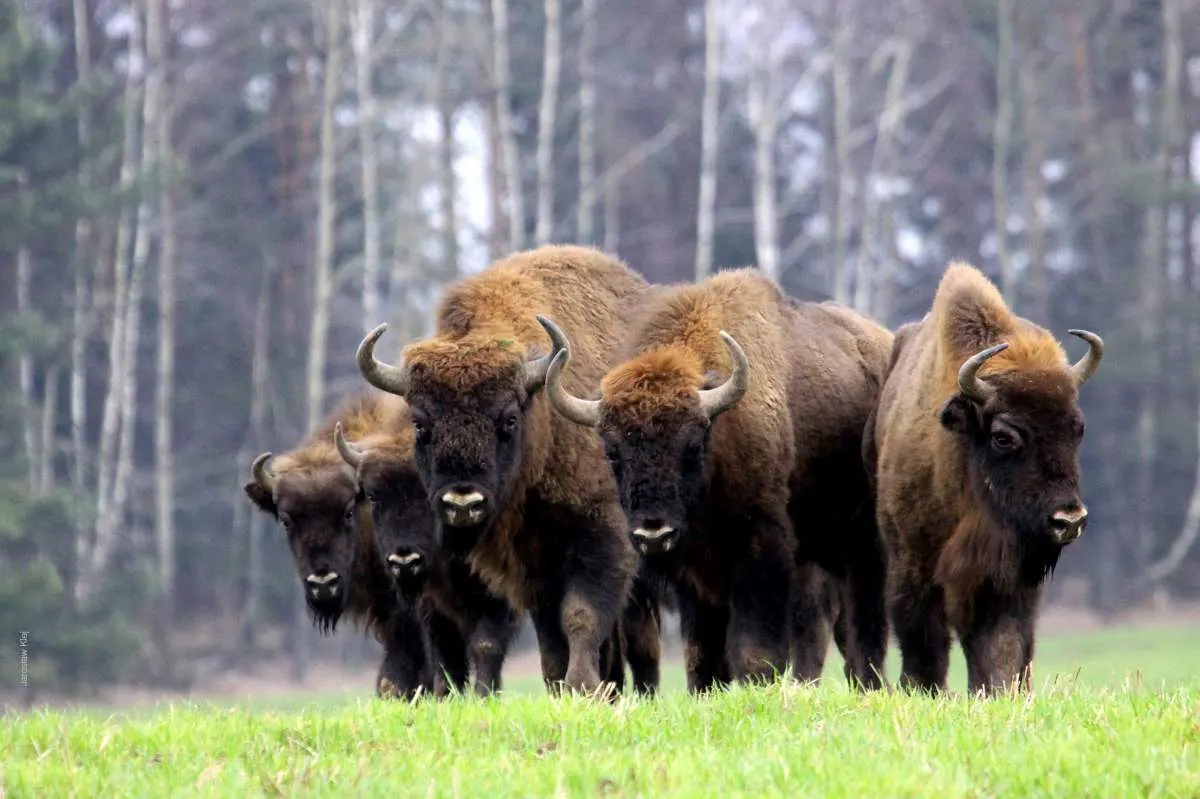 bisons in bialowieza