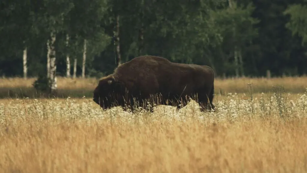 bison in bialowieza forest poland