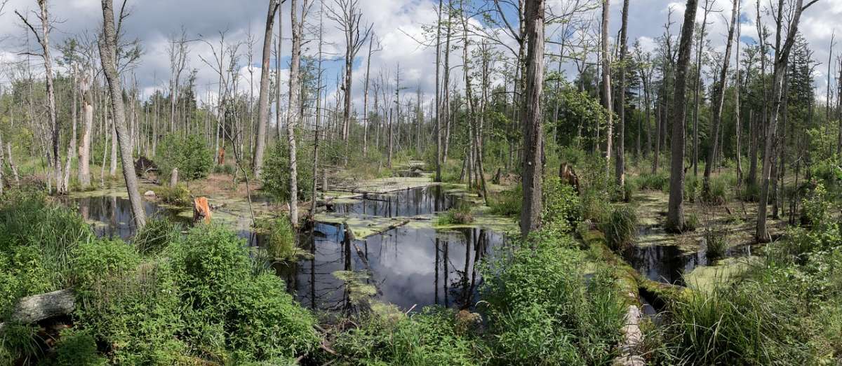 things to do in bialowieza forest, bird watching birding in bialowieza