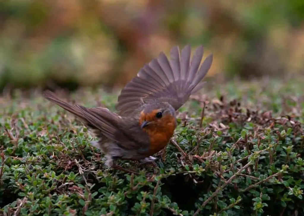 robin redbreast in bialowieza, birding in bialowieza forest