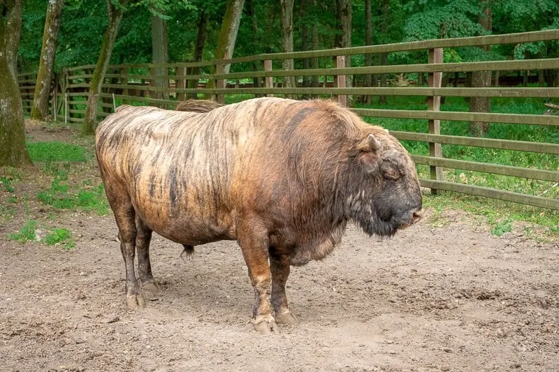 zubron in bialowieza, poland