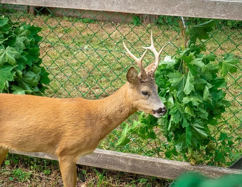 Madison, Wisconsin tourist attractions, horned door eating plants behind enclosure. 