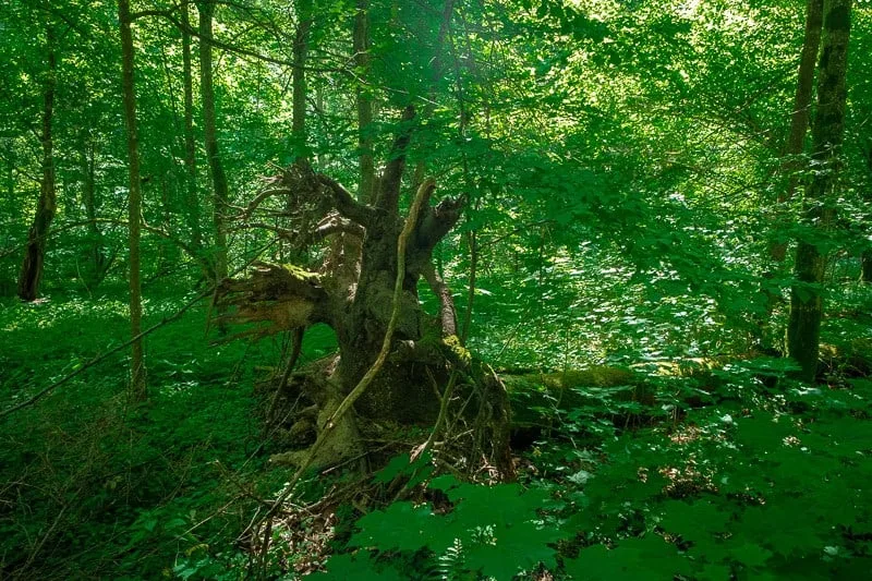 dead wood in bialowieza