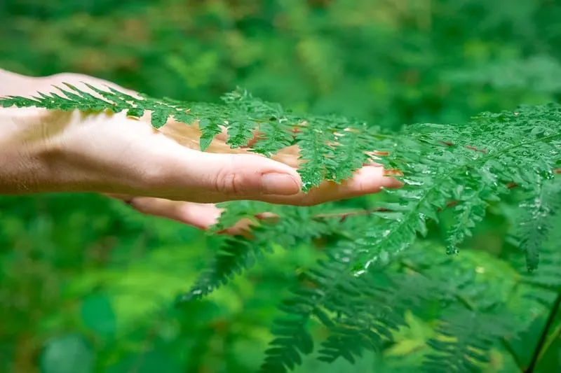 Don't miss these appleton activities, close up shot of hand holding lush green vegetation on a trail whilst hiking fox trot trail in appleton wisconsin