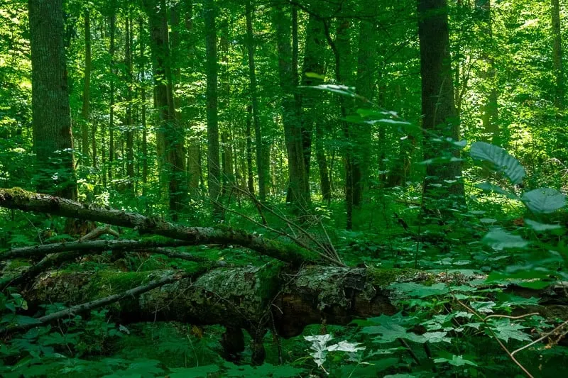 things to do in bialowieza forest, girl hiking in bialowieza forest