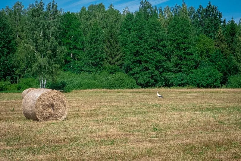 stork in bialowieza, poland