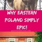Are you traveling to Bialowieza, Poland? This guide takes you to the off-beat places and shares the best things to do besides hiking in Bialowieza Forest Poland. #bialowieza #podlasie #poland #forest