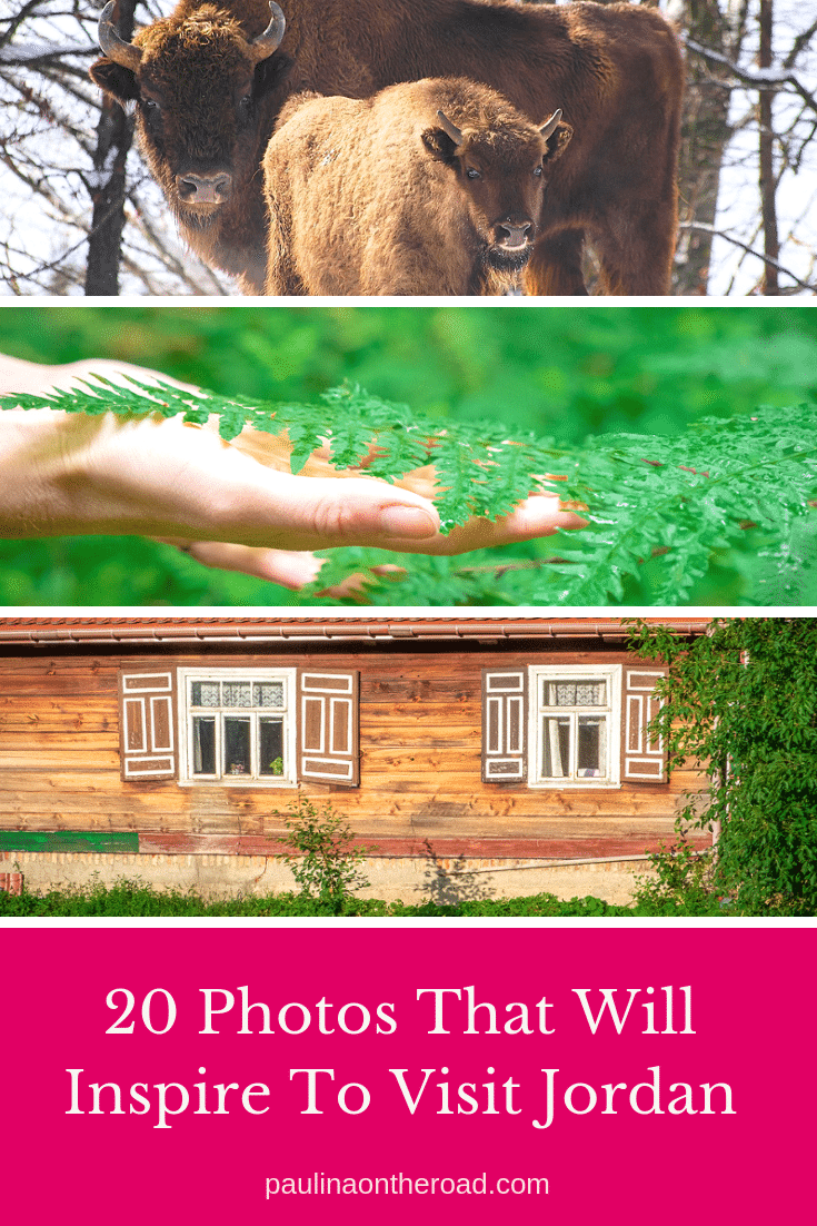 Are you traveling to Bialowieza, Poland? This guide takes you to the off-beat places and shares the best things to do besides hiking in Bialowieza Forest Poland. #bialowieza #podlasie #poland #forest