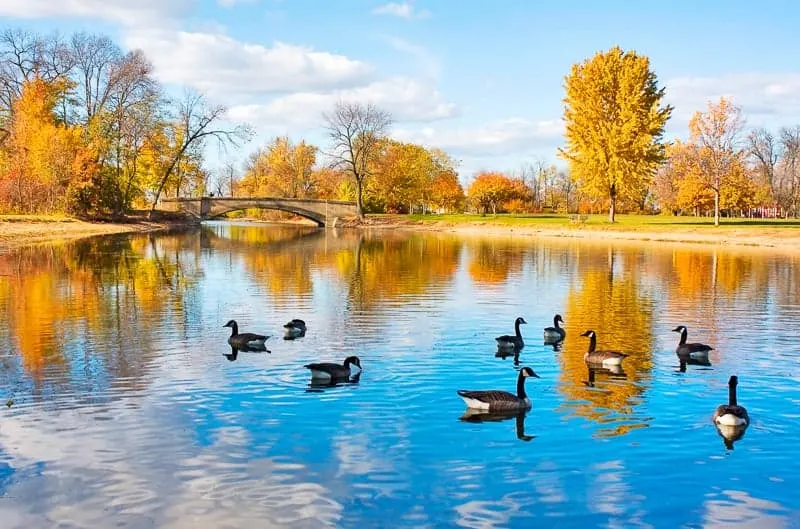 places to visit in Wisconsin in fall , Autumn landscape with a group of canadian geese on a pond. Cloudy blue sky, yellow colored fall trees and a bridge reflect in a water in the Tenney city park in Madison, Wisconsin