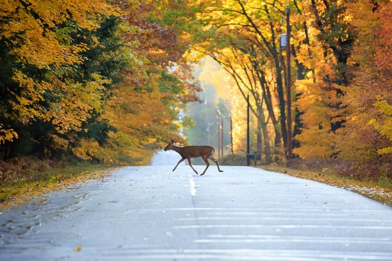 White-tailed deer crossing a road in Wausau, Wisconsin with a corridor of leafy trees in various shades of fall colors to the sides