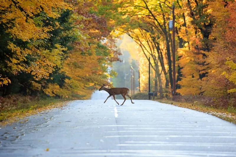 Fall foliage in Wisconsin, White-tailed deer crossing a road in Wausau, Wisconsin