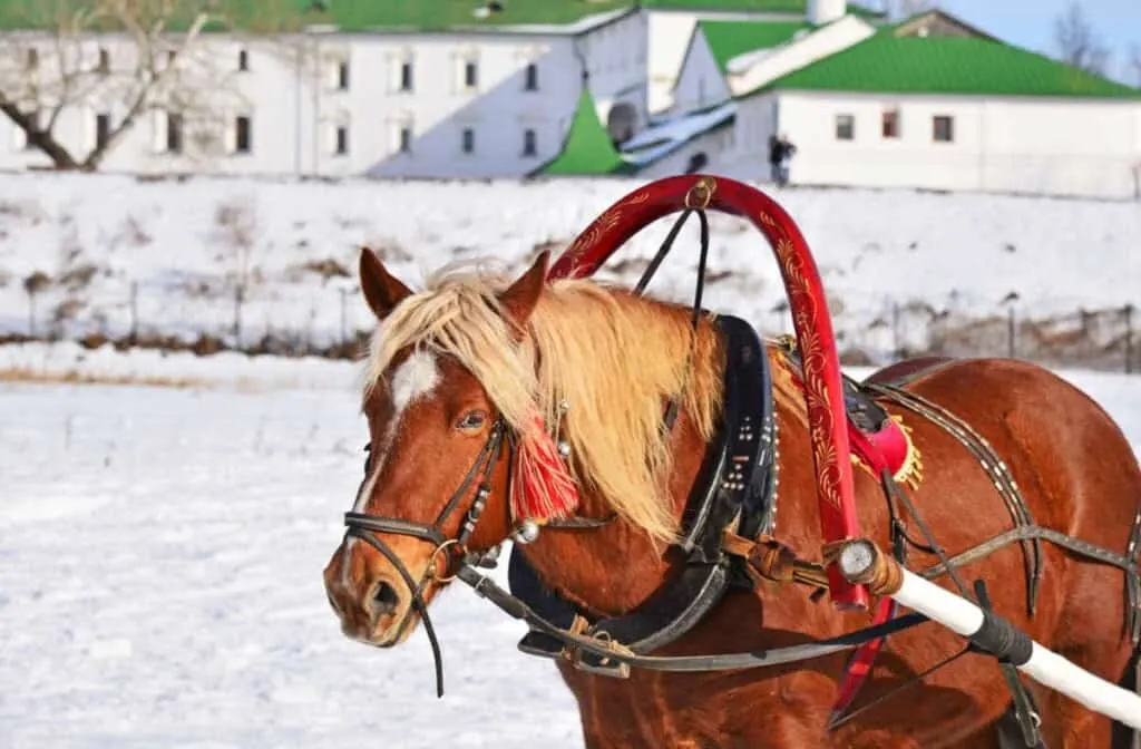 Horse with rich animal harness pulling sleigh in winter. Winter festival in Suzdal ( The Golden Ring of Russia). Snowy cityscape on background.