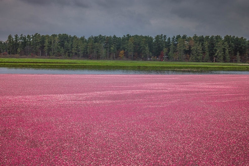 Best Cranberry Festivals in Wisconsin, Flooded Cranberry Marsh with Green Pines in background