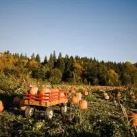 A shot of a wheeled wagon carrying pumpkins during harvest time