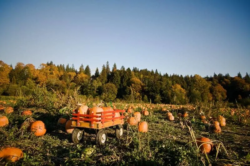 Best fall activities in Wisconsin, A shot of a wheeled wagon carrying pumpkins during harvest time