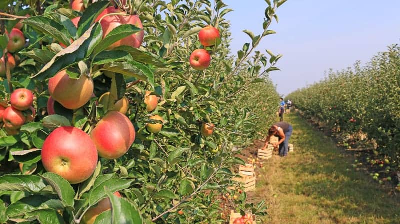 people apple picking in orchard with lush red apples hanging on the branches of rows of green apple trees