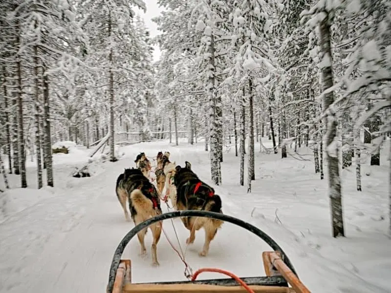 dogs pulling a sled though a snowy forest