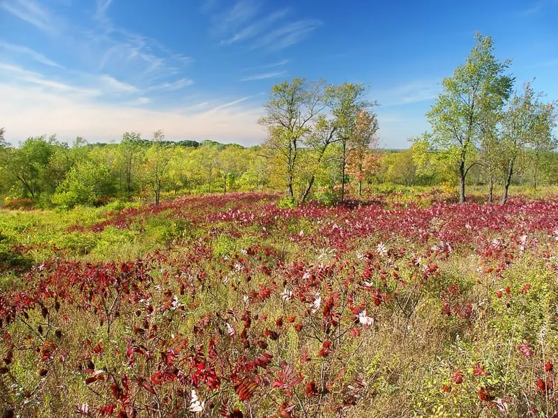 winter road trips from Milwaukee, Beautiful hillside of the Kettle Moraine State Forest in Wisconsin with red flowers and tall green brush stretching out into an area of green trees all under a vibrant blue sky with some wispy white clouds