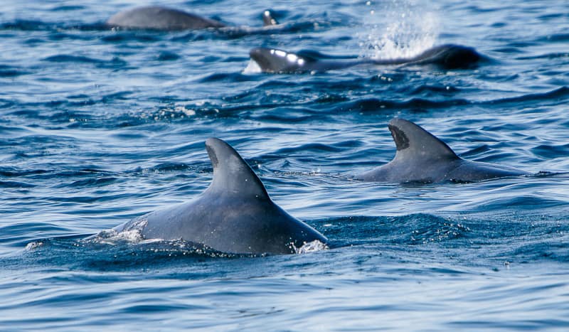 Pilot whales as seen during a whale watching tour in ponta delgada