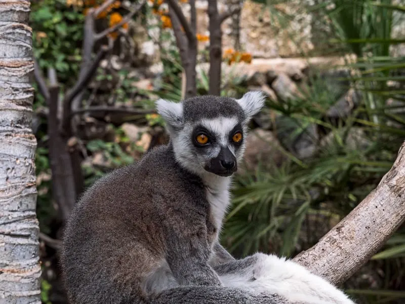 Ring-tailed lemur on the tree at Monkey park, Tenerife, Canary island