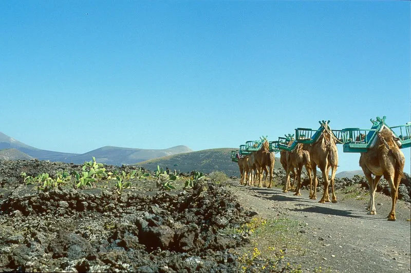 Tenerife, Canary Islands, Spain, 1985. Camel caravans on the volcanic island of Tenerife.