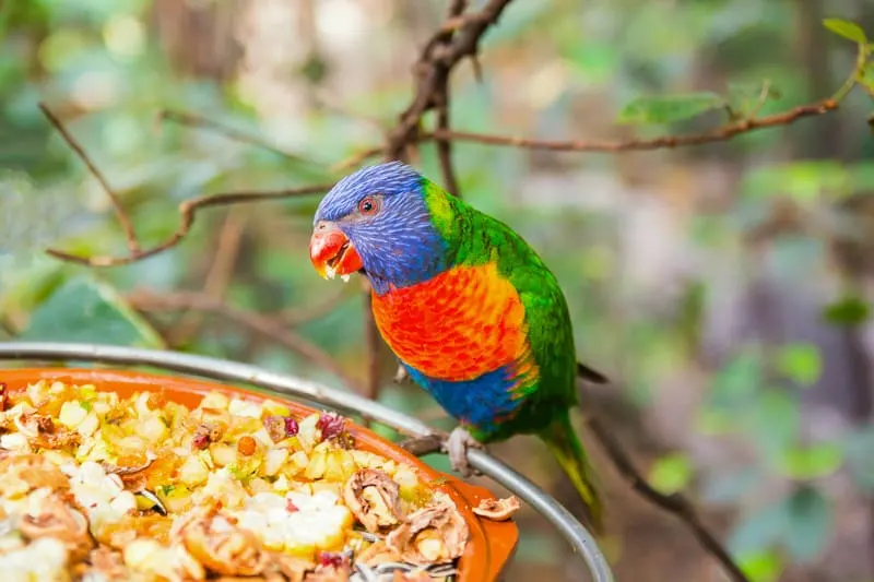 Colorful Parrot in Loro Park in Tenerife, Canary islands, Spain