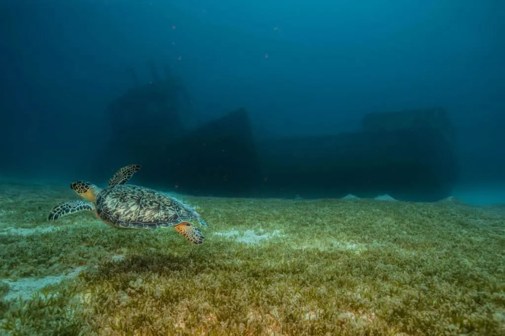 turtle with ornate shell and markings on its fins swimming past the sunken wreck of a boat sitting in the murky waters of the sea