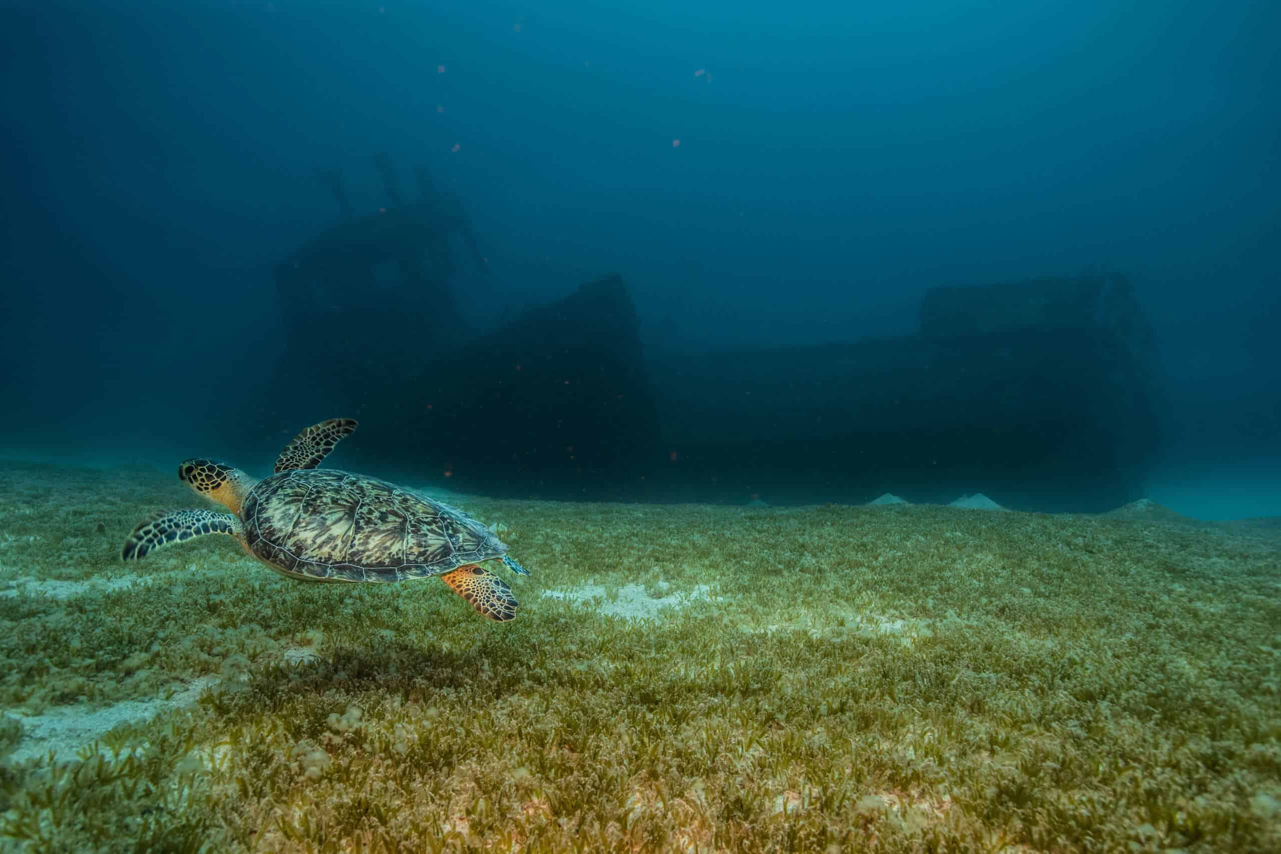an underwater picture with a ship ruin and a turtle swimming
