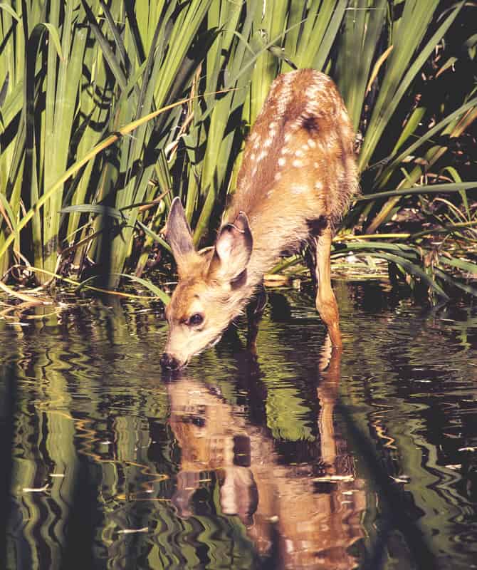 most beautiful lakes in wisconsin, deer drinking for lake water