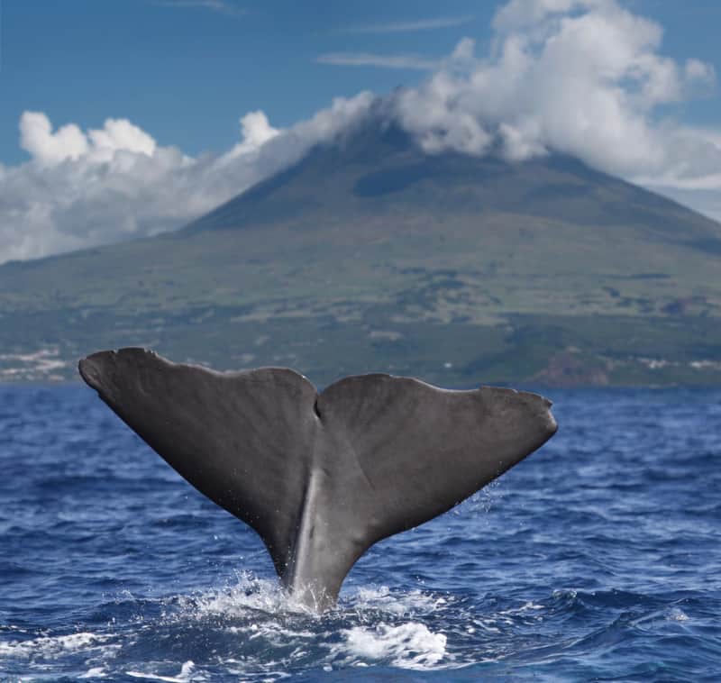 best hiking trails in azores,, pico island, Sperm whale starts a deep dive in front of volcano Pico, Azores islands, whale's tale