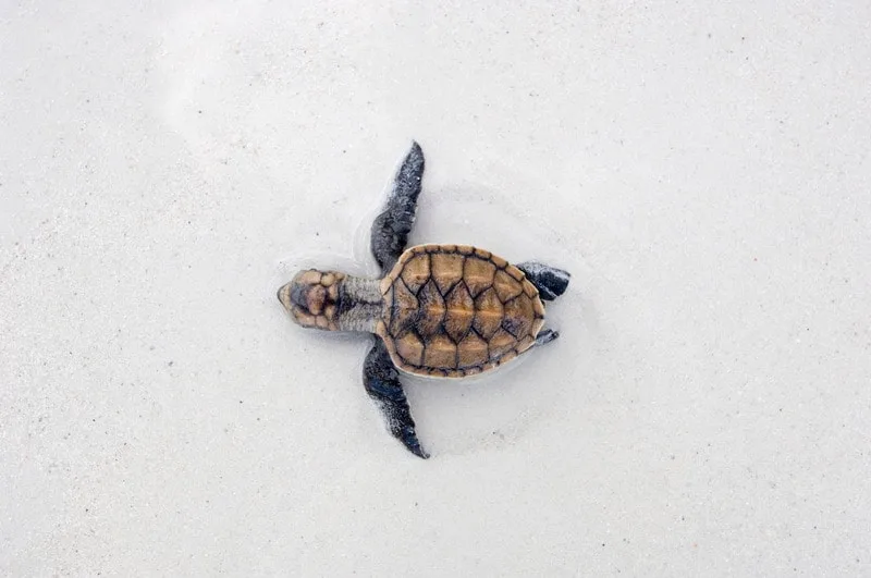 Be a part of some great things to do in boa vista cape verde, overhead shot of an adorable tiny baby turtle shuffling its way through white sand