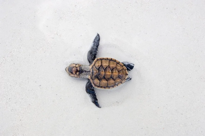 overhead shot of an adorable tiny baby turtle shuffling its way through white sand