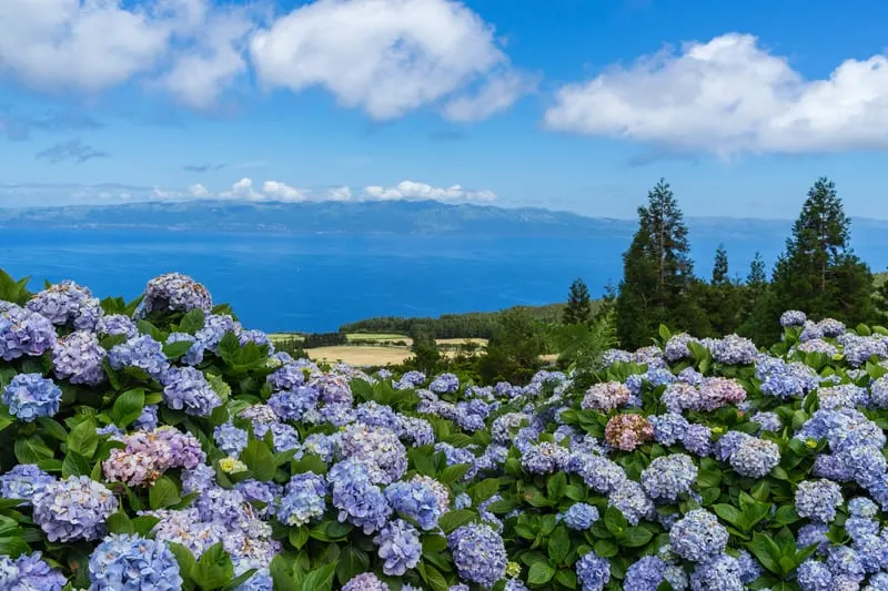 typical azorean landscape with flowers in pico island, azores