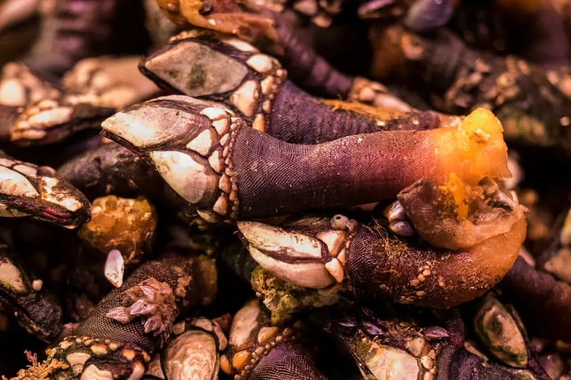 Fresh Percebes, cabo vede food, things to eat in cabo verde