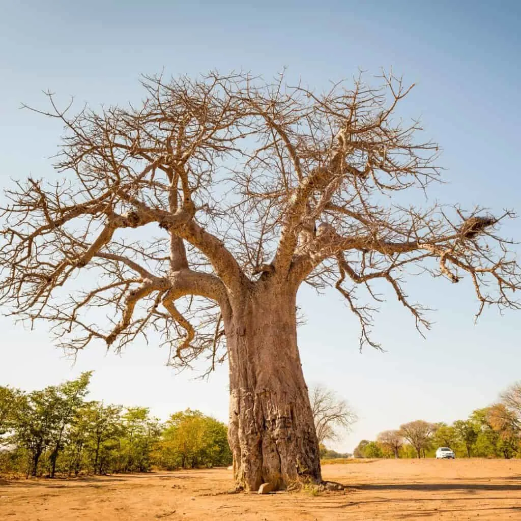 a massive baobab tree in a middle of a dessert 