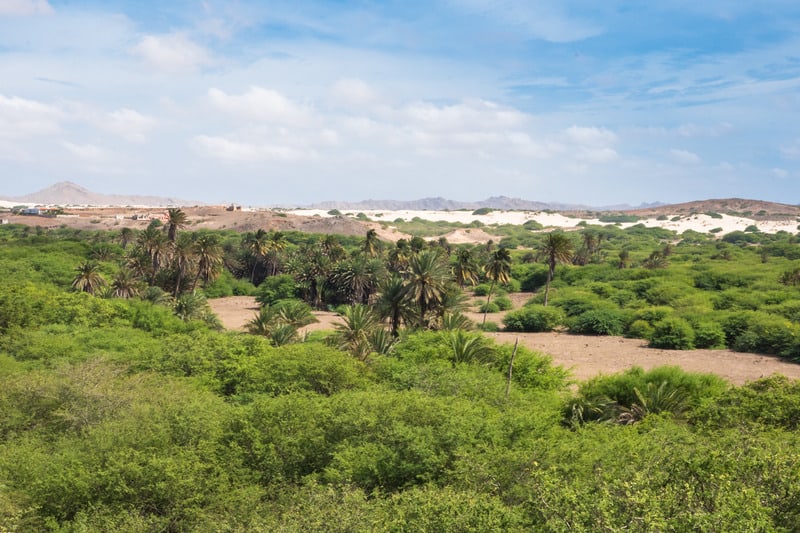 an oasis filled with trees and shrubs in a middle of a desert