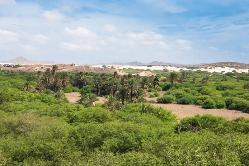 Find your new favourite things to do boa vista cape verde, Oasis near Viana desert with lush green trees and bushes in front of a backdrop of rolling sandy hills under a blue sky with clouds