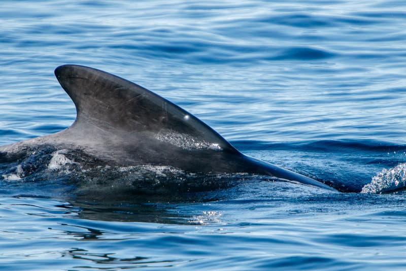 a peek of fin of a dolphin swimming from the waters