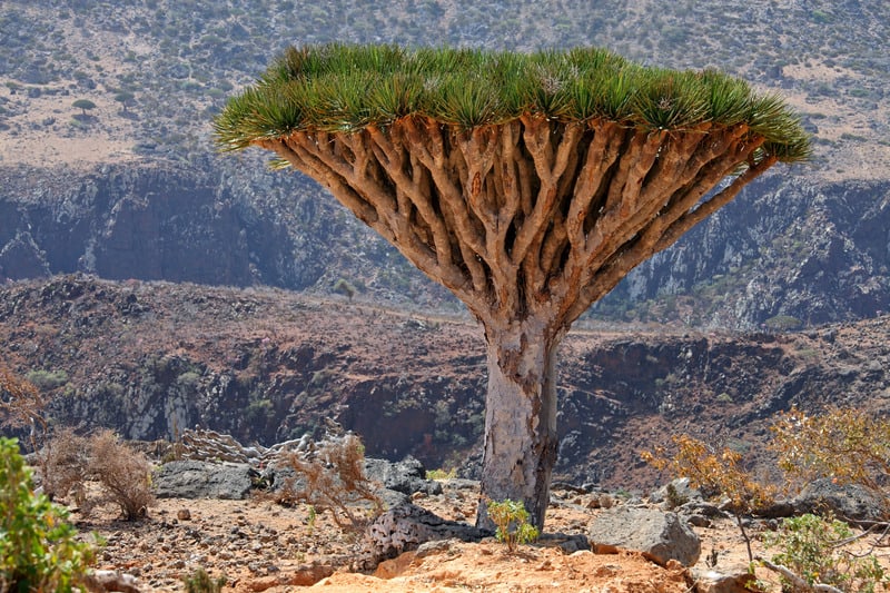 Things To Do in Sao Nicolau, Cape Verde, unique dragon tree dry in hilly area