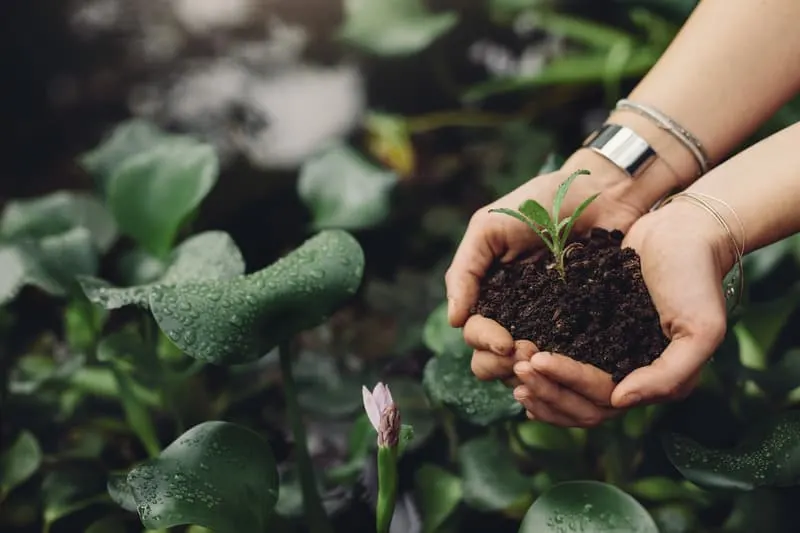 Close up image of female gardener hands holding a sapling at greenhouse. Woman planting new plant in the garden center, How to Support Small Business, How to help Small Business, local shops, small entrepreneur