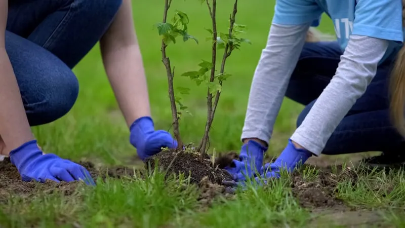 Staycation Ideas for Couples, Two volunteers planting tree together