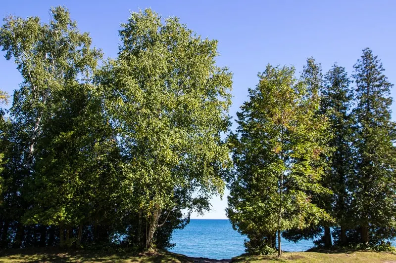 best lakes in north wisconsin, bushy trees with lake peeking through from the background