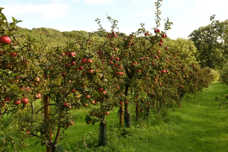 Top things to Do in Door County, WI, orchard of cider apple trees