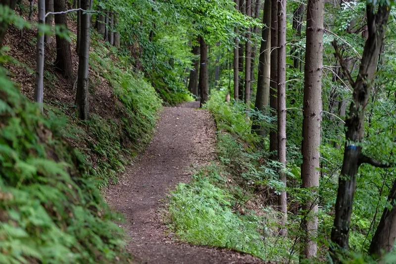 best places to hike in southern Wisconsin, forest road among green trees in the mountains