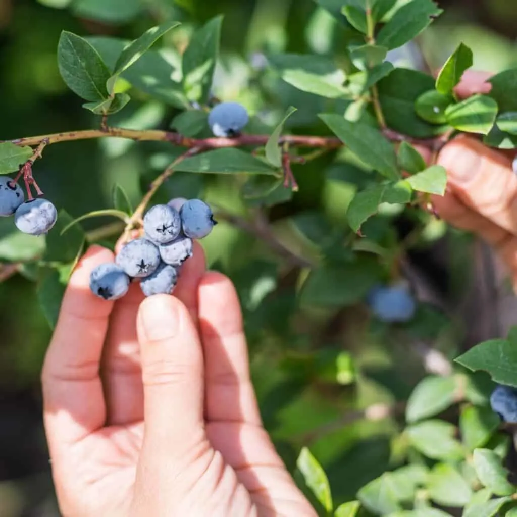 hands picking blueberries from a bush
