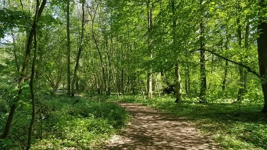 Best tour in the Sonian Forestin in Brussels, view of Sonian Forest