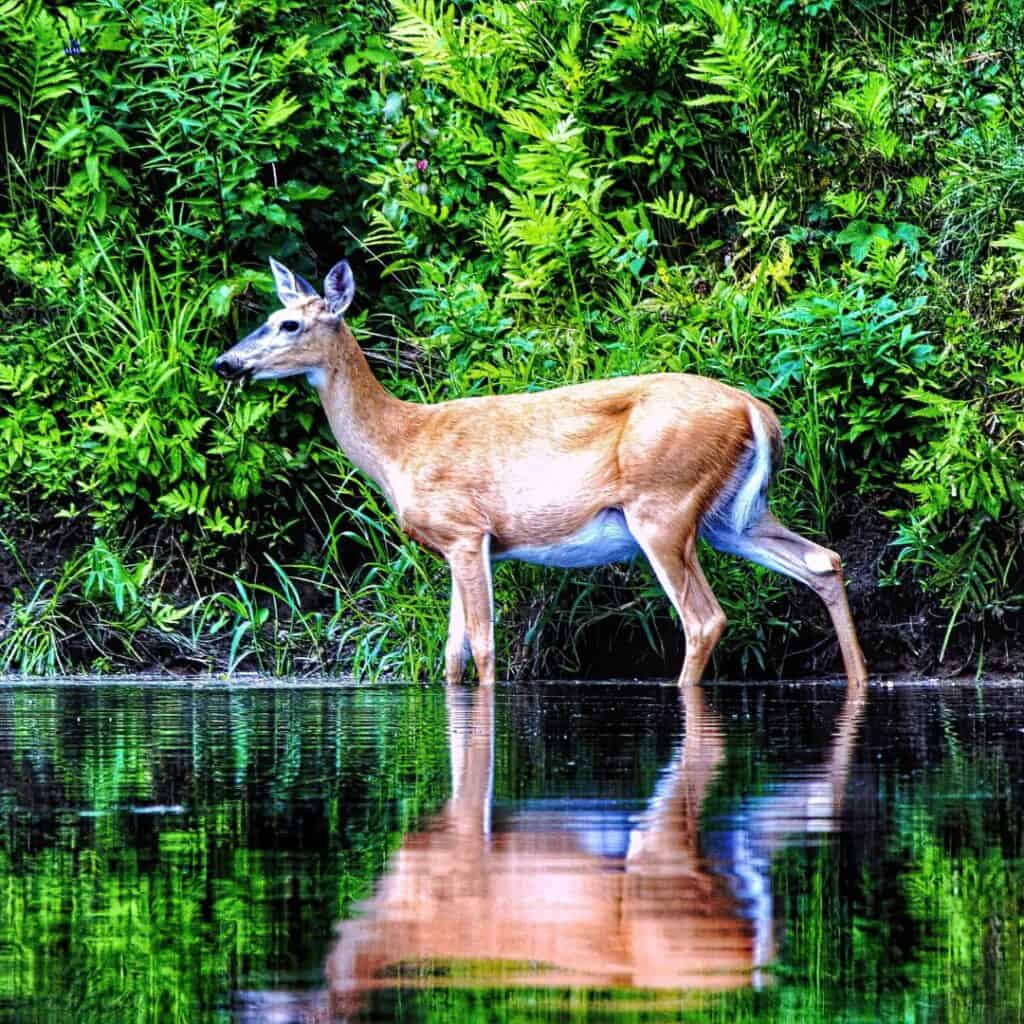 a deer is standing in the water with its reflection in the rvier with the vegetation at the back